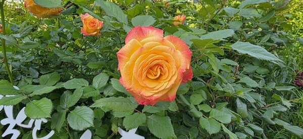 [포토] 겹겹이 핀 '장미'