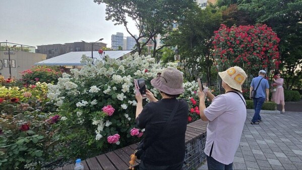 [포토]천만송이 장미 카메라에 담는 시민들