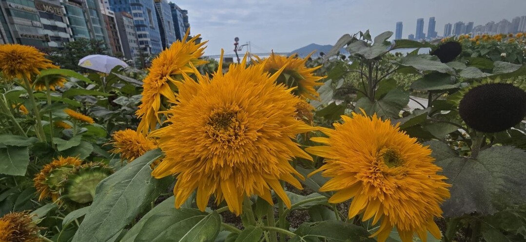 해바라기 밭 너머로는 빨간 지붕의 이색 건물과 인근 상가, 고층 빌딩들이 어우러져 이색적인 풍경을 자아냈다. 