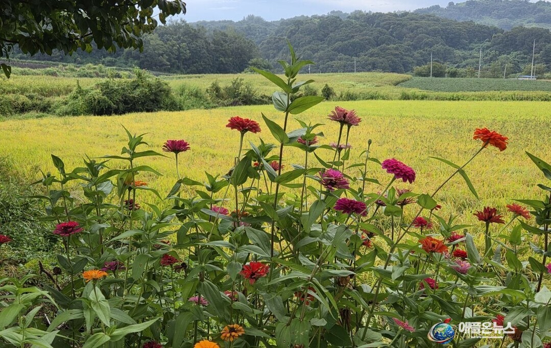 붉고 분홍빛으로 핀 백일홍 너머로 벼가 누렇게 익어가면서 마을은 초가을 정취로 물들었다.여행객들은 꽃밭과 황금빛 들녘을 배경으로 사진을 찍으며 연천의 가을을 만끽했다.